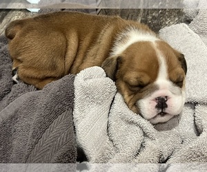 Bulldog Puppy for Sale in STRATFORD, Oklahoma USA
