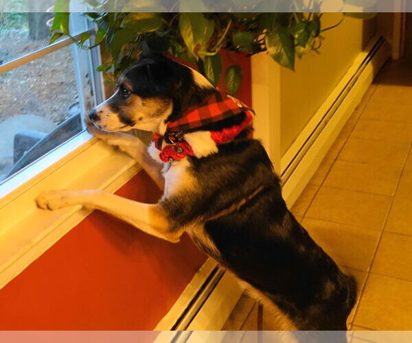 Medium Photo #4 Mutt Puppy For Sale in Doylestown, PA, USA