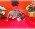 Small #2 American Pit Bull Terrier