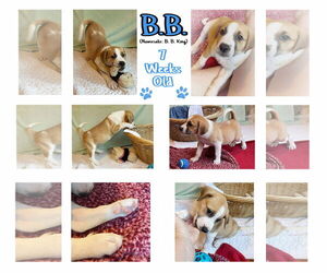 Mutt Dogs for adoption in Westwood, NJ, USA