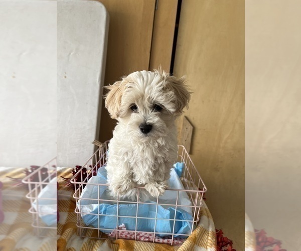 Medium Photo #2 Lhasa Apso-Maltipoo Mix Puppy For Sale in HIGHLAND, CA, USA