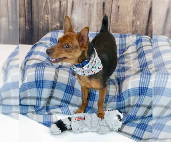 Medium Photo #4 Chihuahua-Unknown Mix Puppy For Sale in Kennesaw, GA, USA