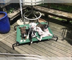 Boxer Puppy for sale in SULTAN, WA, USA