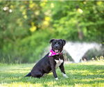 Small #8 Labrador Retriever Mix
