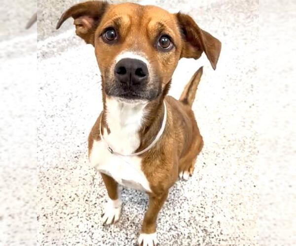 Medium Photo #2 American Pit Bull Terrier-Unknown Mix Puppy For Sale in Houston, TX, USA