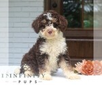 Small #3 Bernedoodle (Miniature)