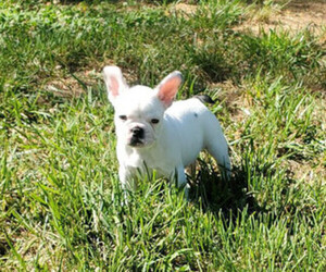French Bulldog Puppy for Sale in READING, Pennsylvania USA