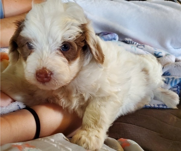 Medium Photo #20 Bernedoodle (Miniature) Puppy For Sale in LEETONIA, OH, USA
