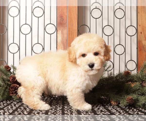 Medium Photo #2 Poochon Puppy For Sale in NAPLES, FL, USA
