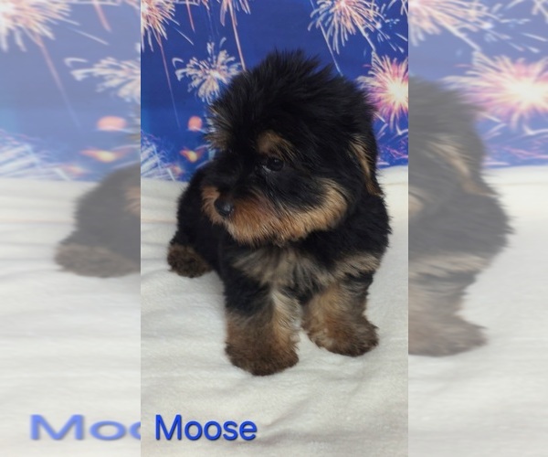 Medium Photo #1 Yorkshire Terrier Puppy For Sale in AZLE, TX, USA