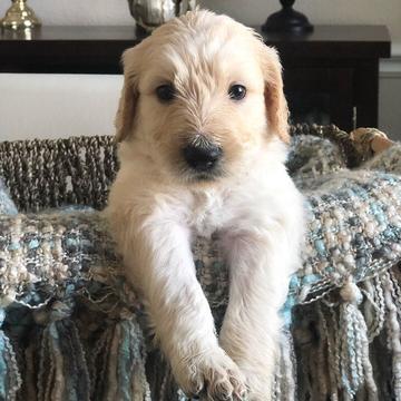 Medium Photo #1 Goldendoodle Puppy For Sale in FRISCO, TX, USA