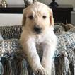 Small Photo #1 Goldendoodle Puppy For Sale in FRISCO, TX, USA