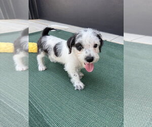 Karma - Male Mutt Dog for Adoption - Photo #5