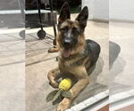 Small #1 German Shepherd Dog