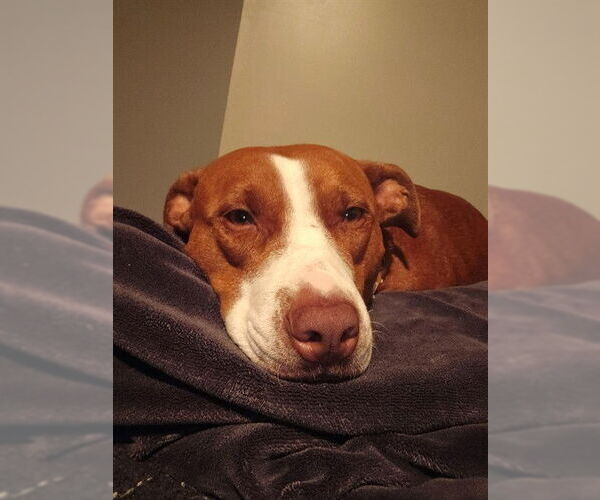 Medium Photo #2 Mutt Puppy For Sale in Louisville, KY, USA