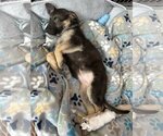 Small Photo #4 German Shepherd Dog Puppy For Sale in Seattle, WA, USA