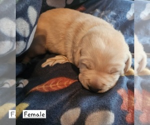 Medium Labrador Retriever