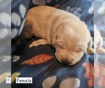 Puppy Orange Labrador Retriever