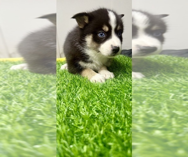 Medium Photo #8 Pomsky-Shiba Inu Mix Puppy For Sale in NASHUA, NH, USA
