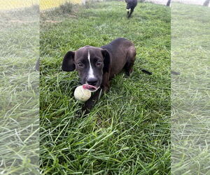 Labrador Retriever-Unknown Mix Dogs for adoption in Plainfield, IL, USA