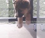 Small Photo #8 German Shepherd Dog-Jindo Dog Mix Puppy For Sale in PRESCOTT, AZ, USA
