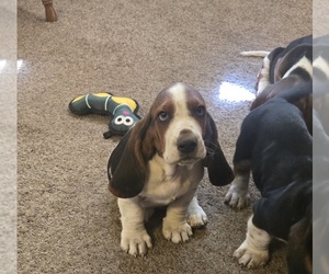 Basset Hound Puppy for sale in TOPPENISH, WA, USA