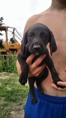 Black and Tan Coonhound-Poodle (Standard) Mix Puppy for sale in WORTHINGTON, IN, USA