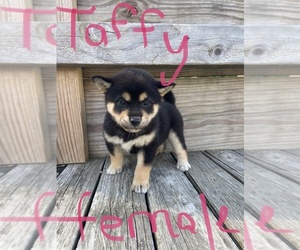 Shiba Inu Puppy for Sale in JAMESTOWN, Ohio USA