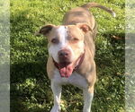 Small #2 American Staffordshire Terrier