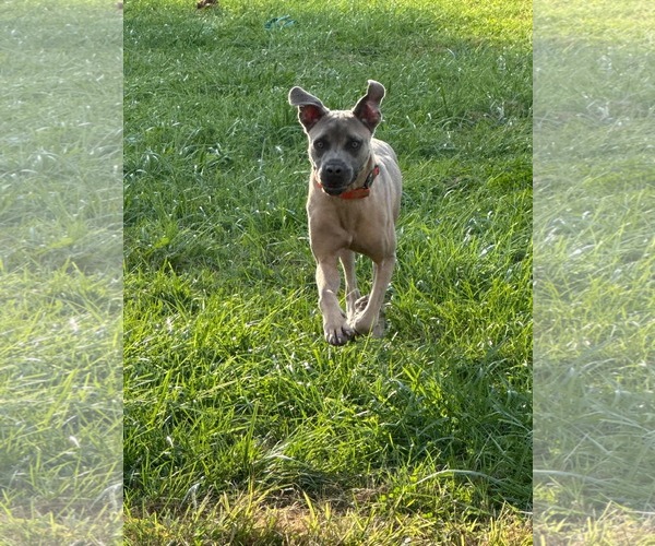 Medium Photo #2 Mutt Puppy For Sale in Germantown, OH, USA