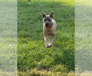 Stallone - Male Mutt Dog for Adoption - Photo #2