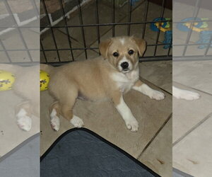 Stark - Female Border Collie-Unknown Mix Dog for Adoption - Photo #2