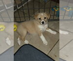 Small Photo #2 Border Collie-Unknown Mix Puppy For Sale in Garden City, NY, USA