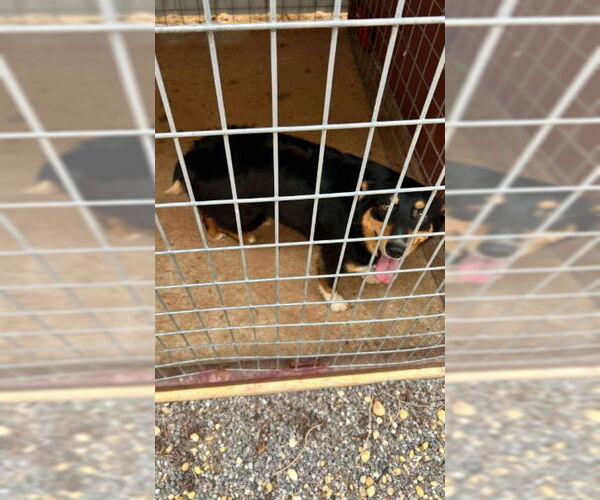 Medium Photo #2 Australian Shepherd-Pembroke Welsh Corgi Mix Puppy For Sale in Grafton, WI, USA