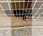 Small #1 Australian Shepherd-Pembroke Welsh Corgi Mix