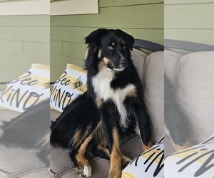 Father of the Australian Shepherd puppies born on 04/07/2025