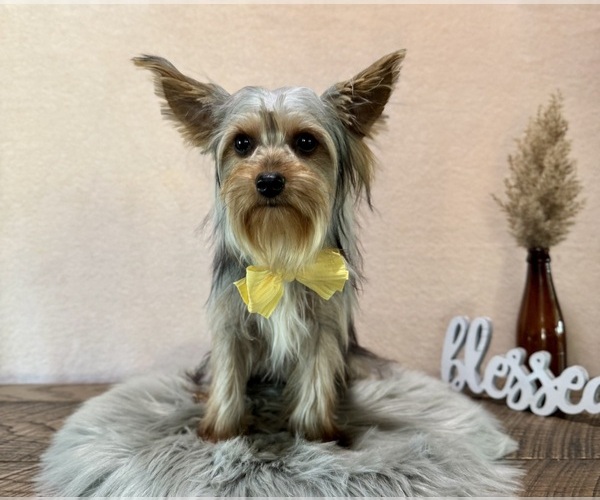 Medium Photo #2 Yorkshire Terrier Puppy For Sale in NAPPANEE, IN, USA