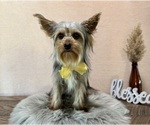 Small Photo #2 Yorkshire Terrier Puppy For Sale in NAPPANEE, IN, USA