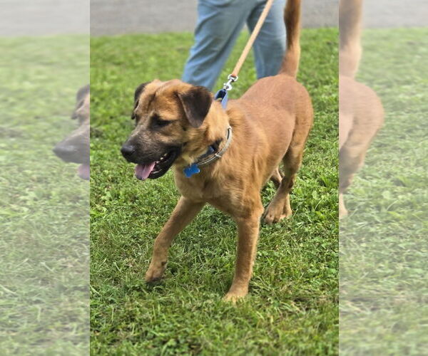 Medium Photo #15 Shepradors Puppy For Sale in Rustburg, VA, USA