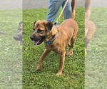 Small #14 Shepradors