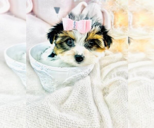 Medium Photo #8 Biewer Terrier Puppy For Sale in WEST PALM BEACH, FL, USA