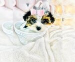 Small #7 Biewer Terrier
