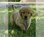 Puppy Little Boy Blue Golden Retriever