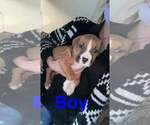 Small Photo #1 Bullboxer Pit Puppy For Sale in LAFAYETTE, IN, USA