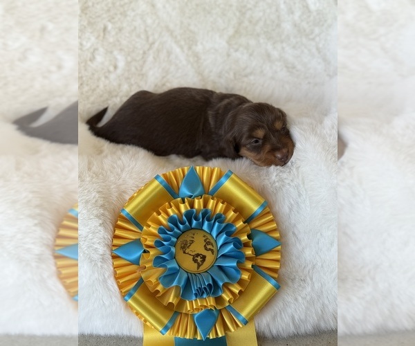 Medium Photo #1 Dachshund Puppy For Sale in DE KALB, TX, USA