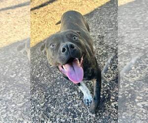 Mutt Dogs for adoption in Clarkesville, GA, USA