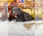 Small #4 Dachshund