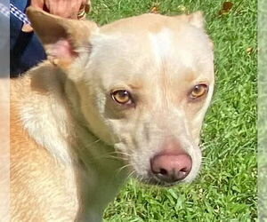Carolina Dog-Unknown Mix Dogs for adoption in Canton, CT, USA