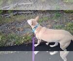 Small #14 Saluki-Whippet Mix