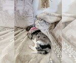 Small Photo #36 Sheepadoodle Puppy For Sale in LEHI, UT, USA